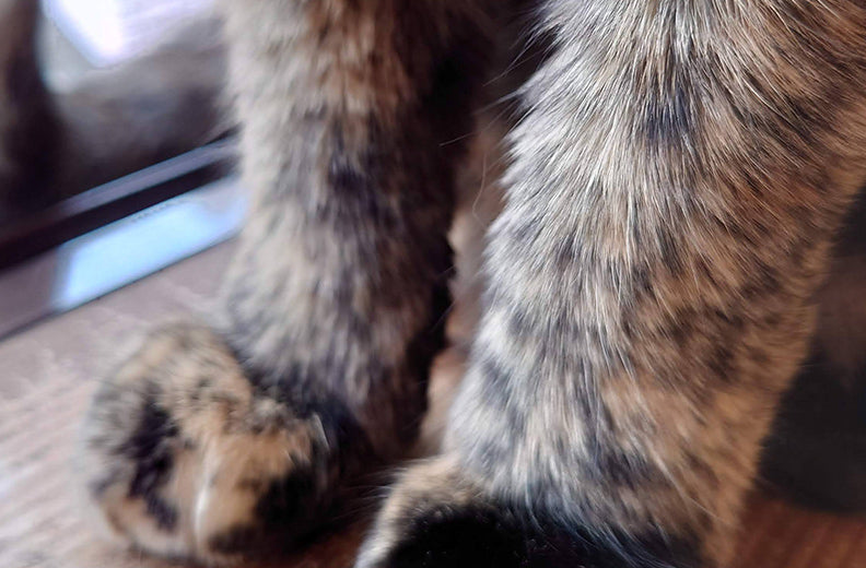 猫　あったかい　猫の毛　気になる　猫の毛　掃除　猫の毛がつかない服　着圧ソックス　コットン　綿　着圧ソックス